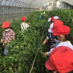 harvest-of-green-peppers