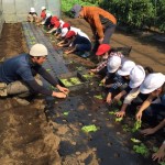 lettuce-seeds