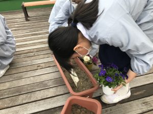 花の植え替え 晃華学園小学校